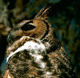 Bubo virginianus