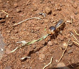 Hodotermes mossambicus