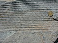 Sigillaria lycopod fossil, showing its bark impression (Canadian one dollar coin, 26.5mm for scale)