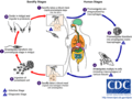 Leishmania_LifeCycle.gif (17 times)