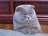 Lilac-coated Scottish Fold