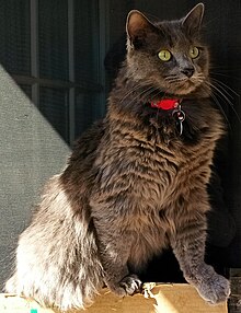 Nebelung female cat.jpg