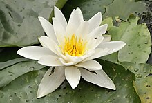 Nymphaea alba, witte waterlelie