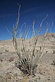 Ocotillo