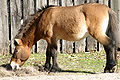 Cavall de Przewalski