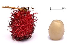 File:Rambutan white background alt.jpg