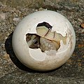 A baby Testudo marginata emerges from its shell