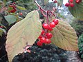 Viburnum betulifolium