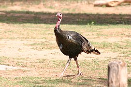 Meleagris gallopavo intermedia. Les pattes de cette sous-espèce sont relativement longues.