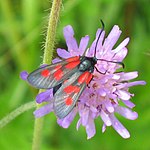 Zygaena viciae – Oberseite