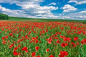 Campo de amapolas en el óblast de Lviv.