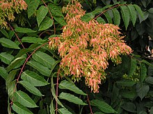 Photographie en couleurs de la partie supérieure d'une tige d'un plant femelle portant des graines.