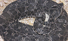 Bothrops ammodytoides