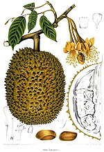 Vignette pour Durian