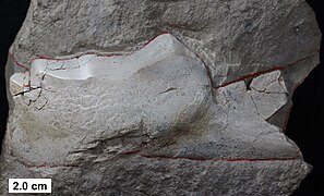 Lower jaw of Eastmanosteus pustulosus from the Middle Devonian of Wisconsin