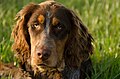 Gibbs des Chaumes de Thiérache, spaniel Picardie muda berusia 6 bulan