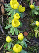 Hellébore d'hiver (Eranthis hyemalis).