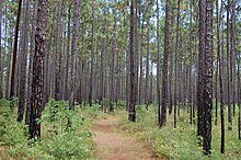 Francis Marion NF1.jpg