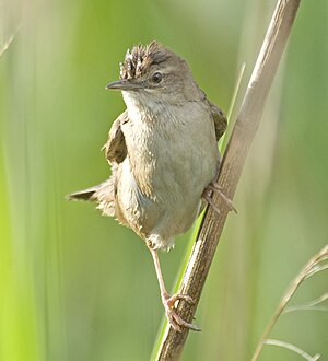 Kangrilbirdo, Locustella luscinioides