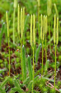 Katinlieon (Lycopodium clavatum) itiötähkiä.