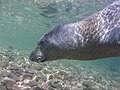 A few days before she died in the Mrtvi Puć Bay near Šišan, Croatia