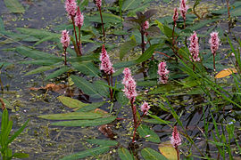 Polygonium amphibium.