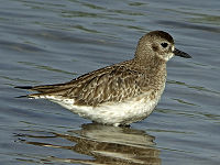 Black-bellied Plover (winter plumage, sexes similar)