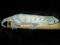 Rhacodactylus leachianus