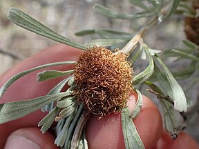 Rhopalomyia medusa gall