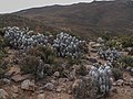 In its habitat, Richtersveld, South Africa