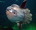 Thumbnail for Ocean sunfish