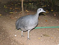 Grey Tinamou