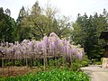 開善寺　藤棚