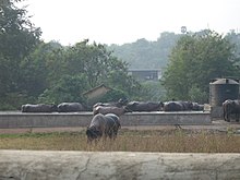 Aarey Milk Colony, Mumbai.jpg