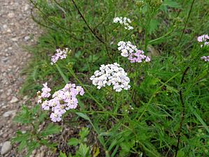 Almindelig Røllike (Achillea millefolium)