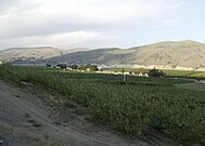 Apple orchards in Azwell, Washington, surrounding a community of pickers' cabins