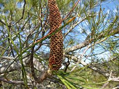 Banksia tricuspis