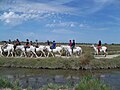 Tourisme équestre à l'étang de Vaccarès