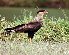 Le caracara huppé ou polyborus plancus est un redoutable prédateur