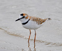 Collared Plover