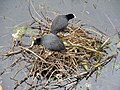 Nesting at Walthamstow Marshes