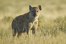 Crocuta crocuta (Etosha, 2011).jpg