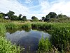 Crostwick Marsh