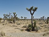 Joshua-Tree-Nationalpark