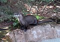 Rivierotter (Lontra canadensis)