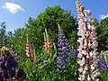 Sandlupin Lupinus nootkatensis