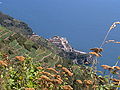 Cinque Terre'de teraslarda bağlar.