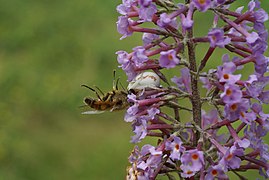 Araña Misumena vatia