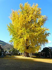 A ginkgo tree at Niu-Sakadono-Jinja Shrine in Wakayama