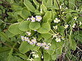 In de duinen van Walcheren komen naast lichtgele sleutelbloemen ook lichtroze, rode en witte exemplaren voor.